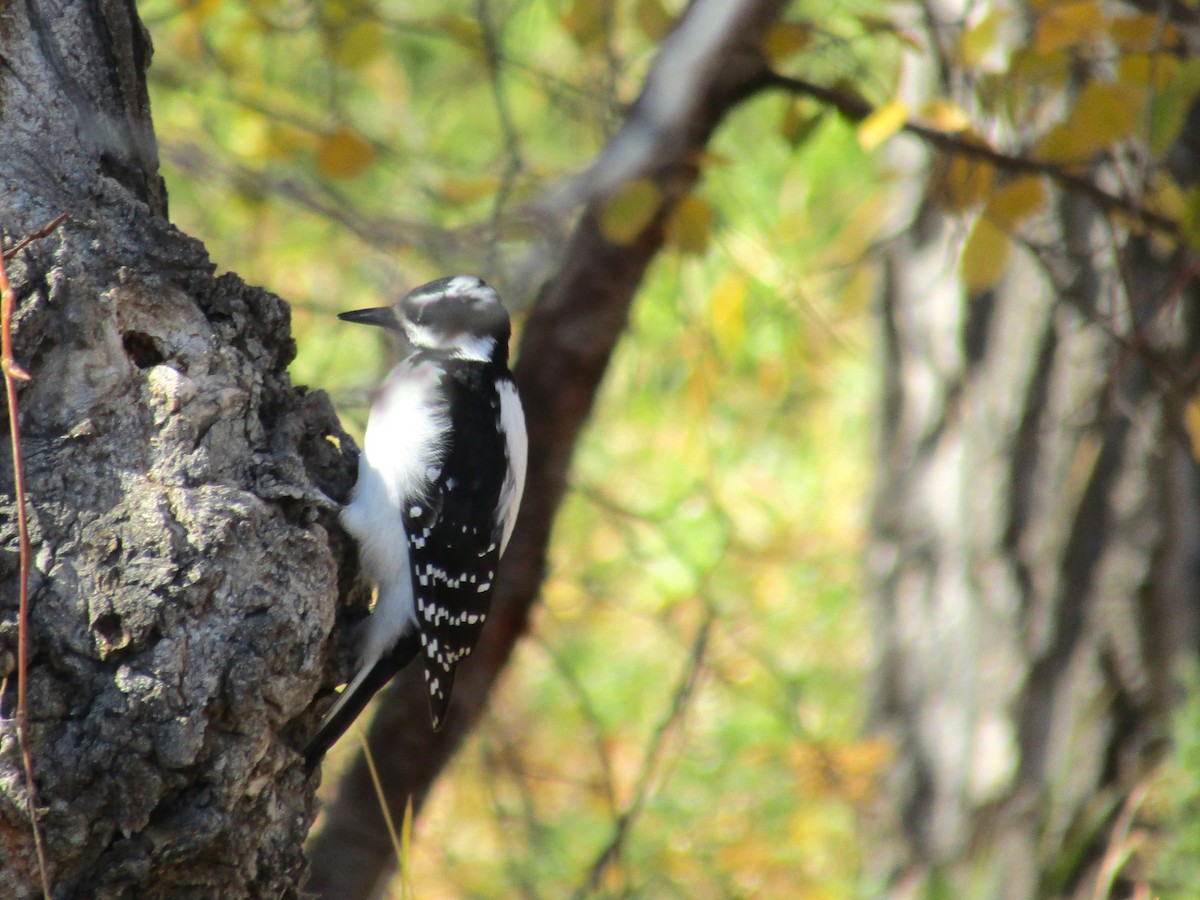 Hairy Woodpecker - ML643380530