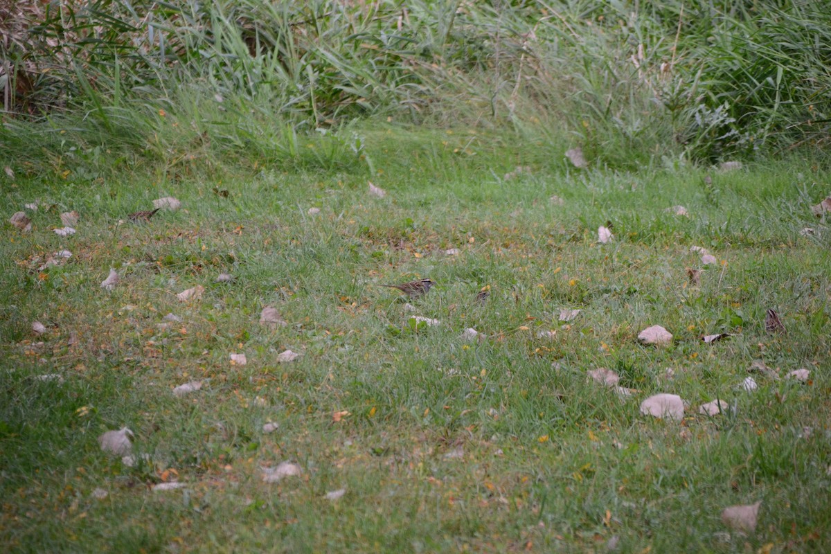 strnadec bělohrdlý - ML643380534