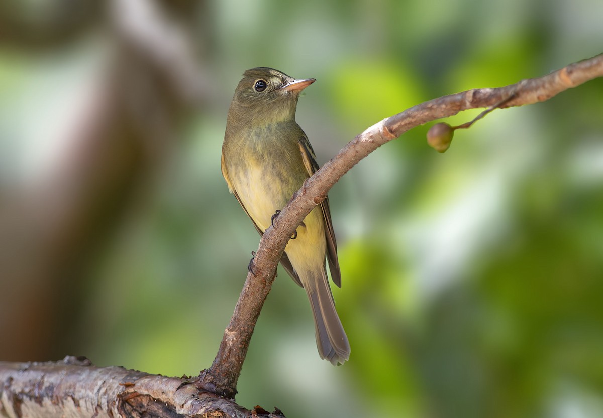Mosquero Verdoso - ML643380538