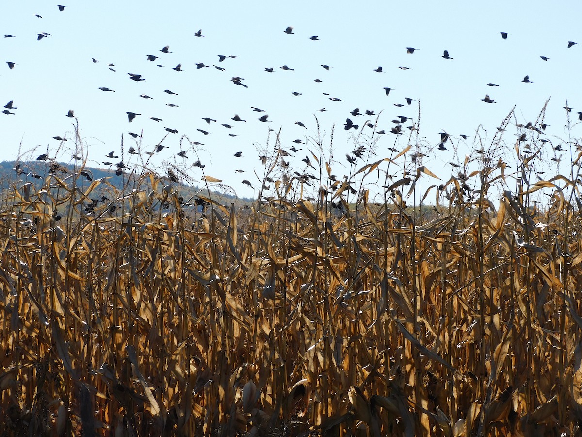 Red-winged Blackbird - ML643380552