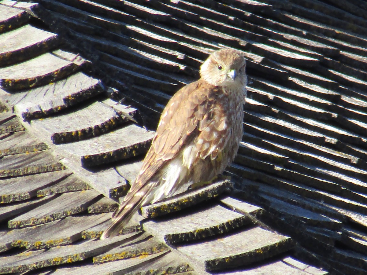 Хайргууна шонхор - ML643380554