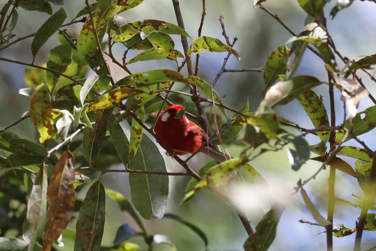 Red Warbler - ML643380556