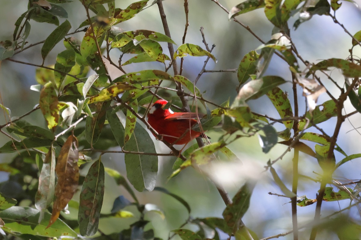 Red Warbler - ML643380557