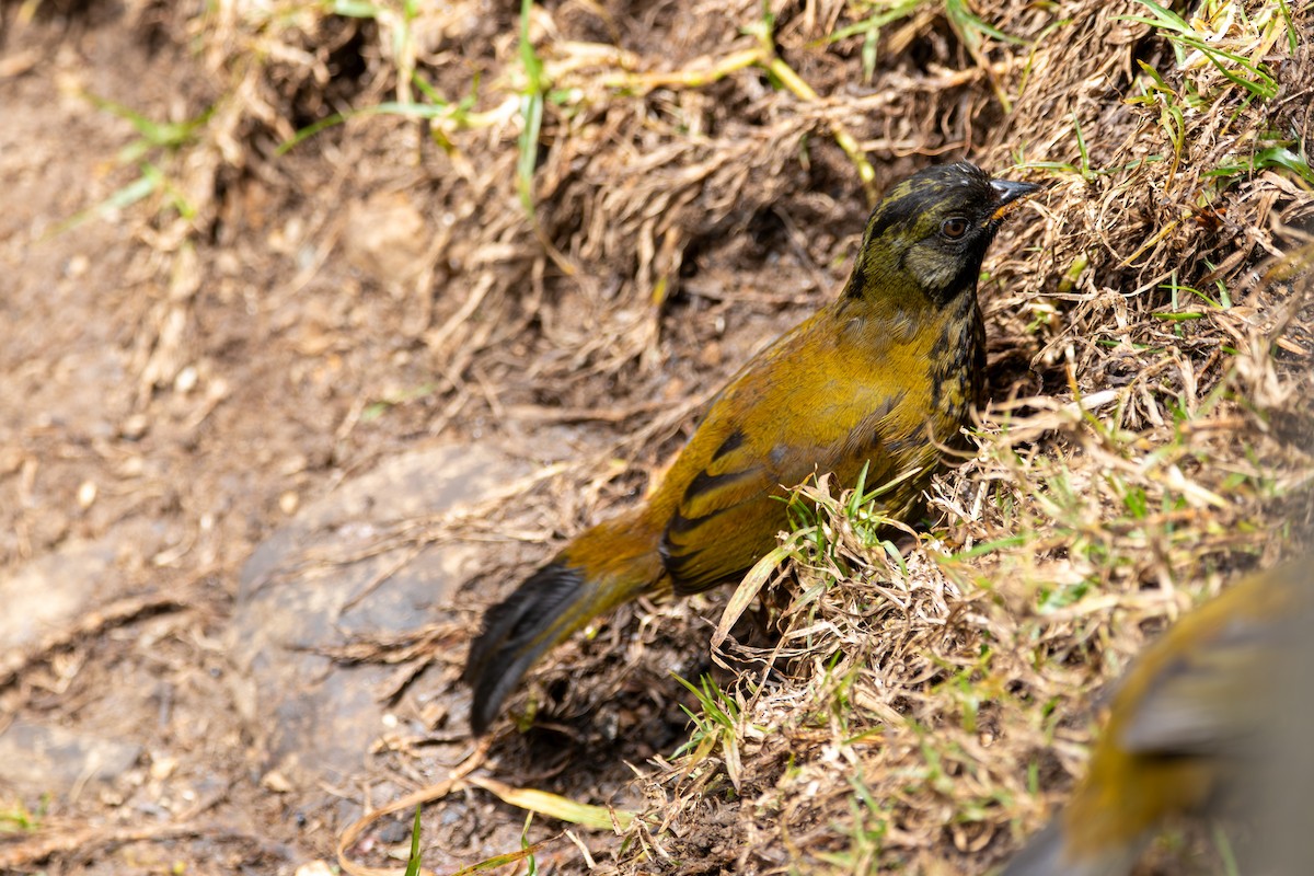 Large-footed Finch - ML643380566