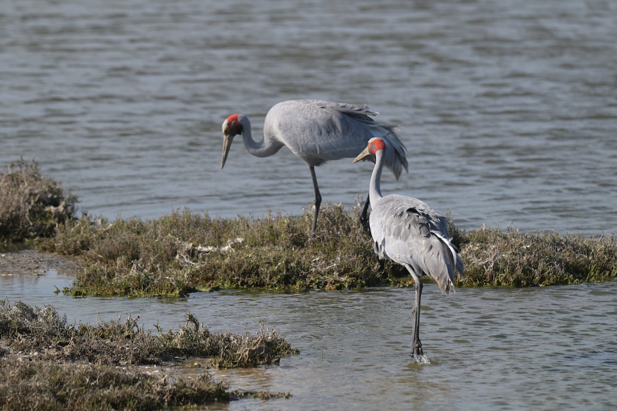 Brolga - ML643380571