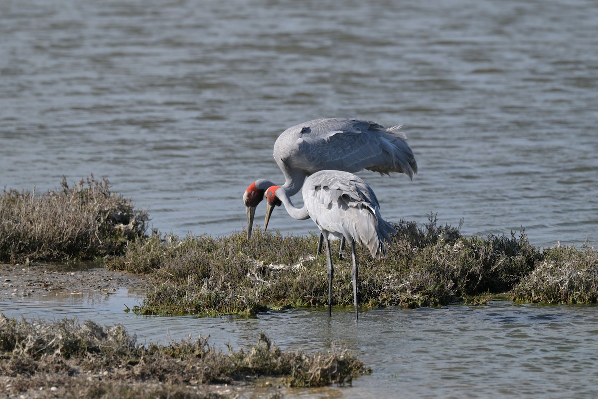 Brolga - ML643380582