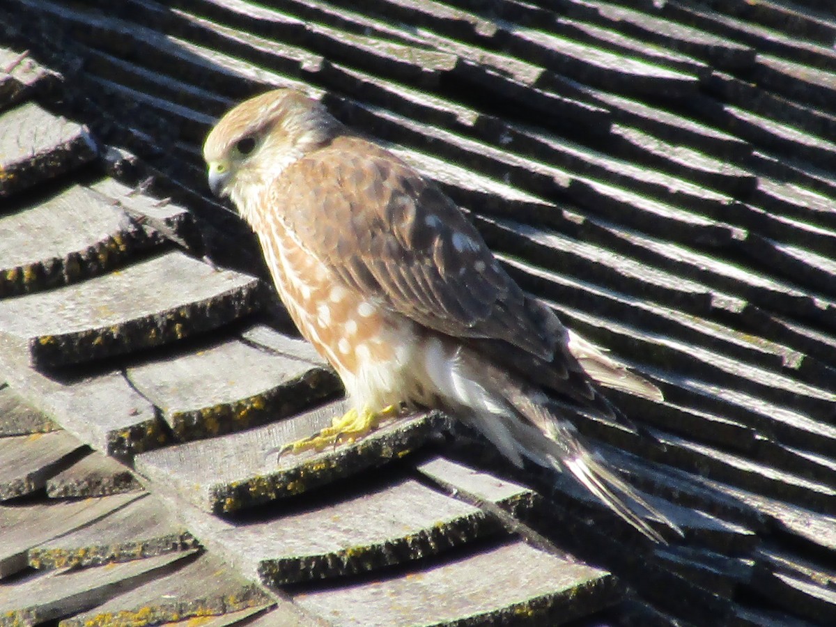 Хайргууна шонхор - ML643380584