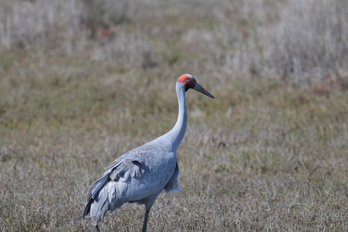 Brolga - ML643380590
