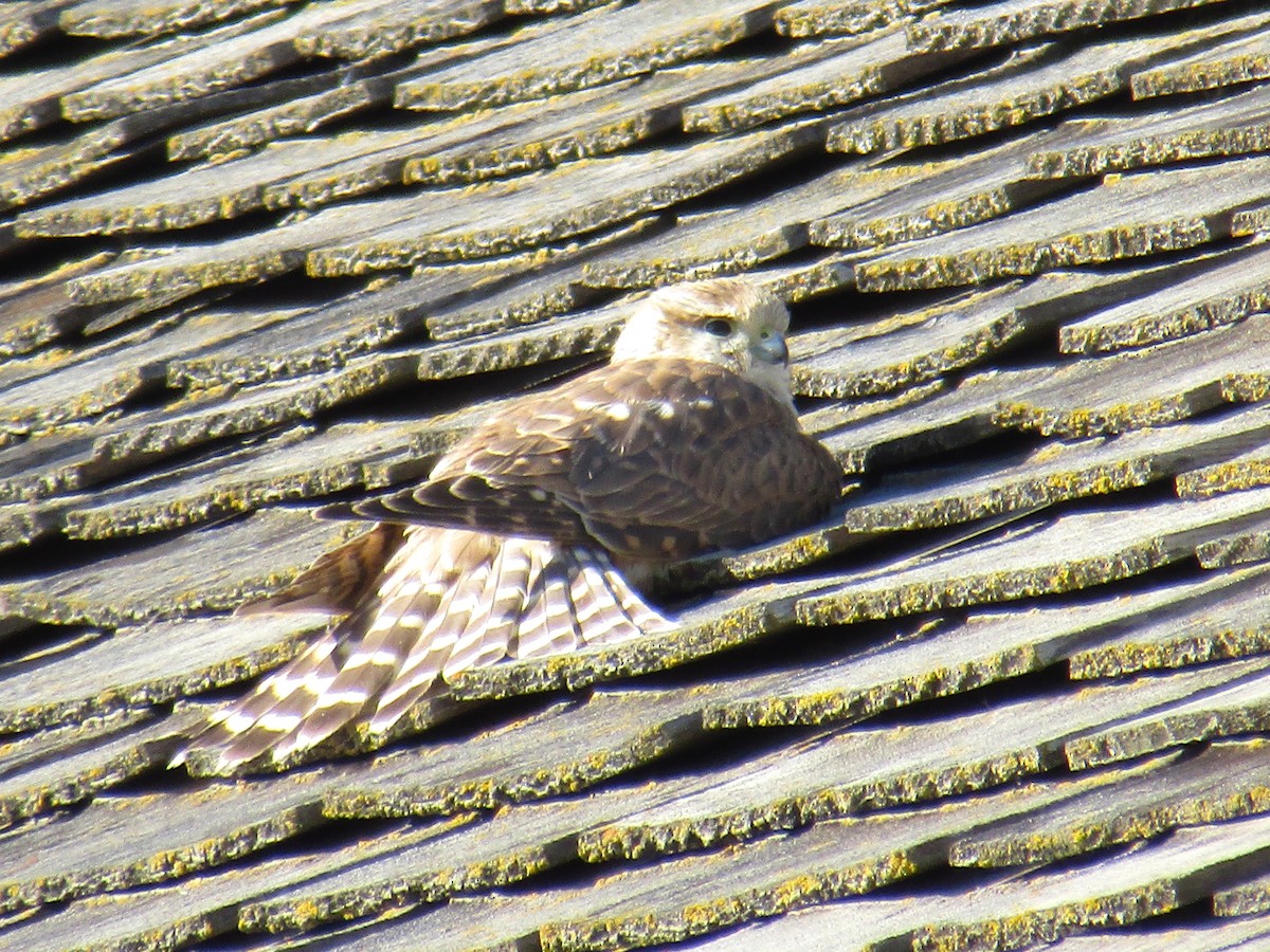 Хайргууна шонхор - ML643380603