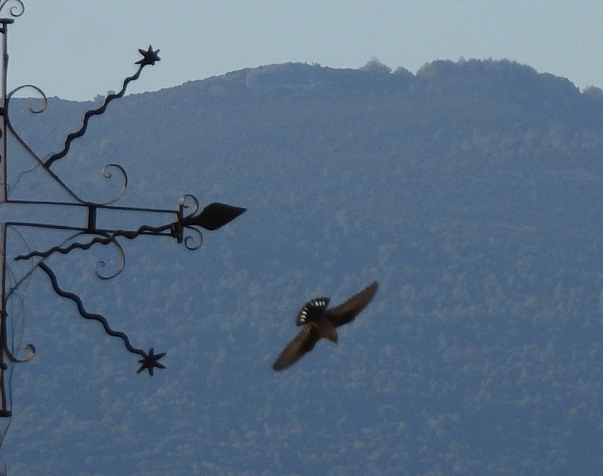 Eurasian Crag-Martin - ML643380611