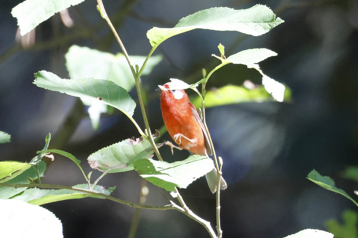 Red Warbler - ML643380614