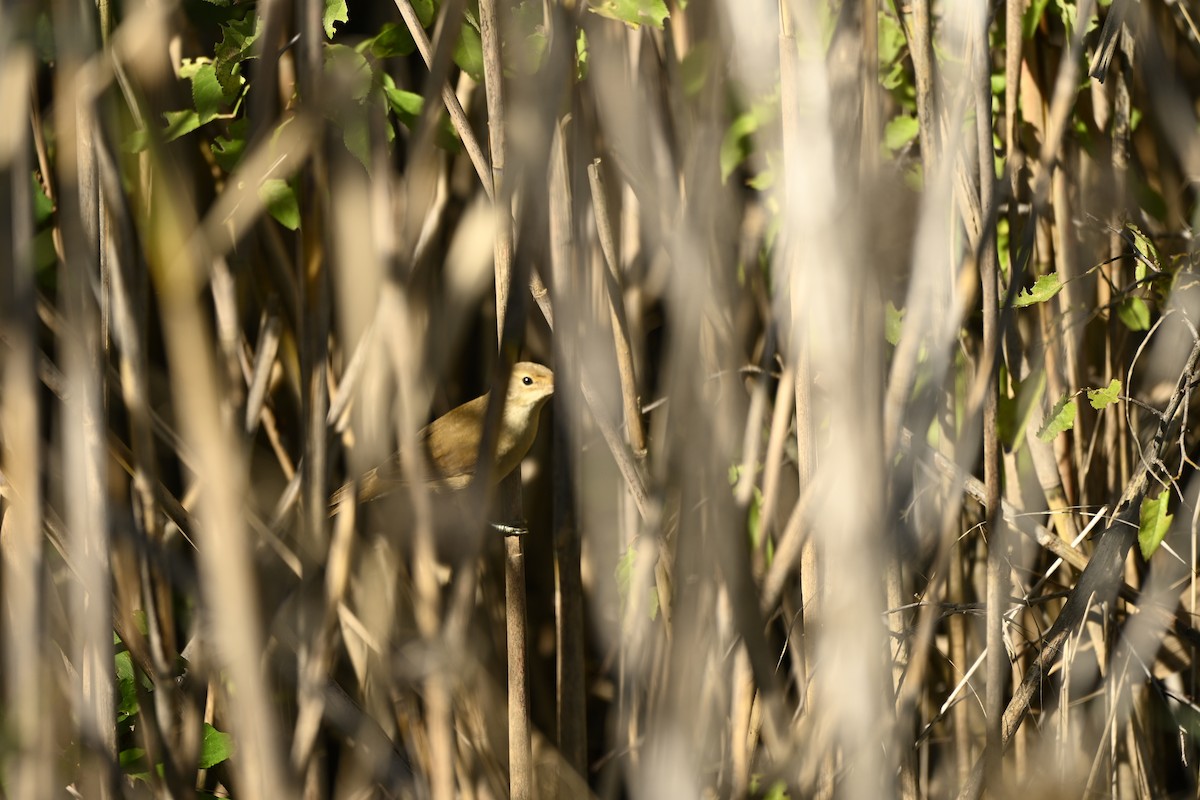 Teichrohrsänger - ML643380620