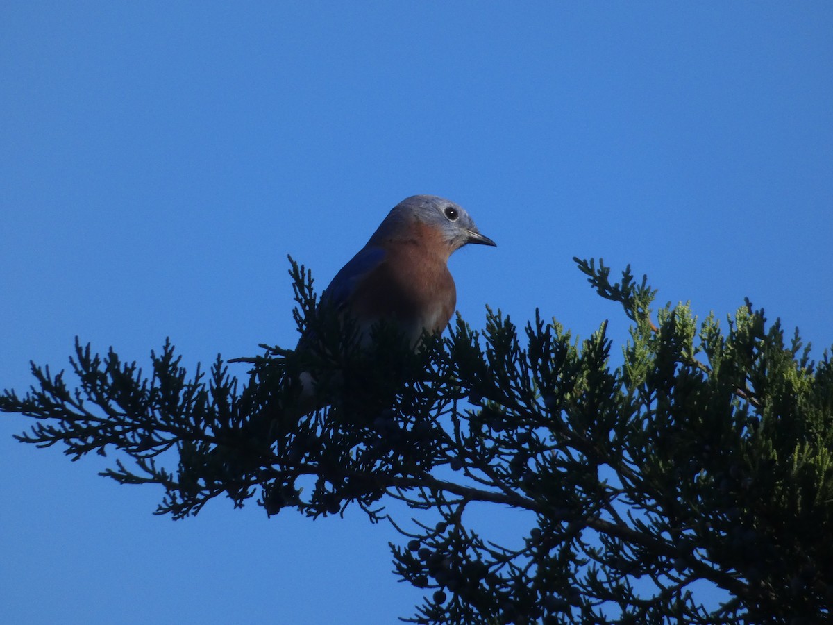 Eastern Bluebird - ML643380634