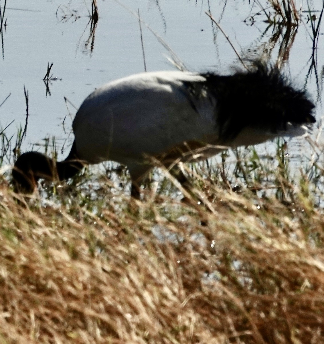 ibis posvátný - ML643380639