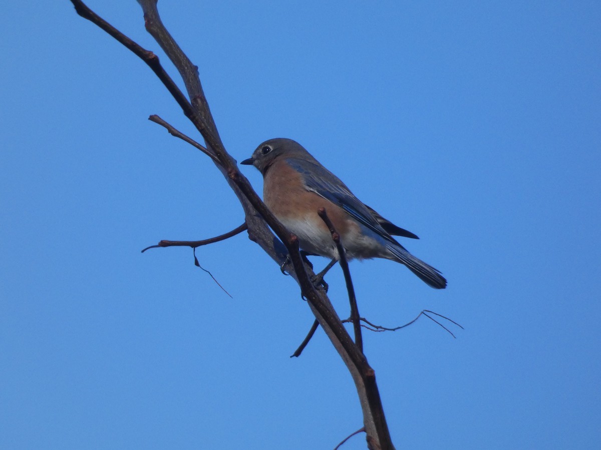 Eastern Bluebird - ML643380655