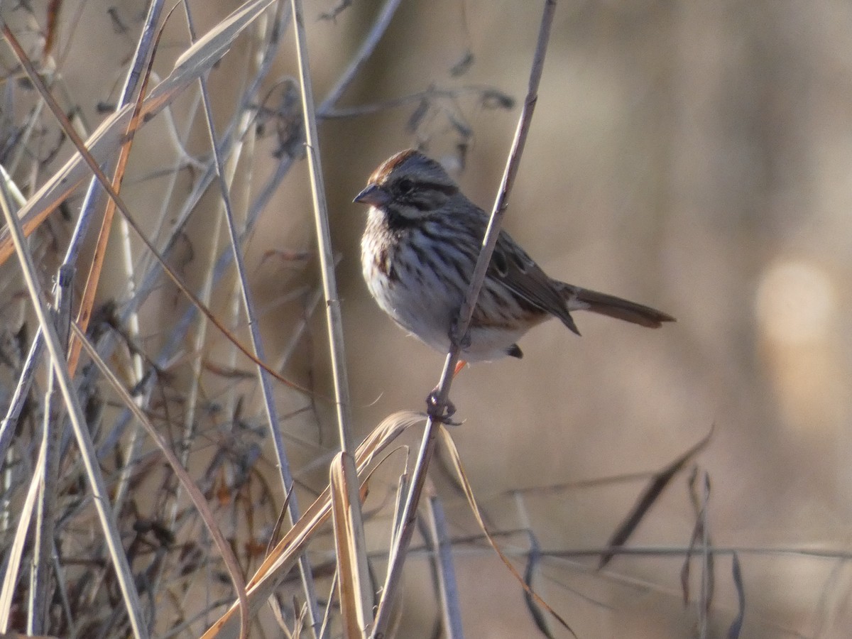 Song Sparrow - ML643380671