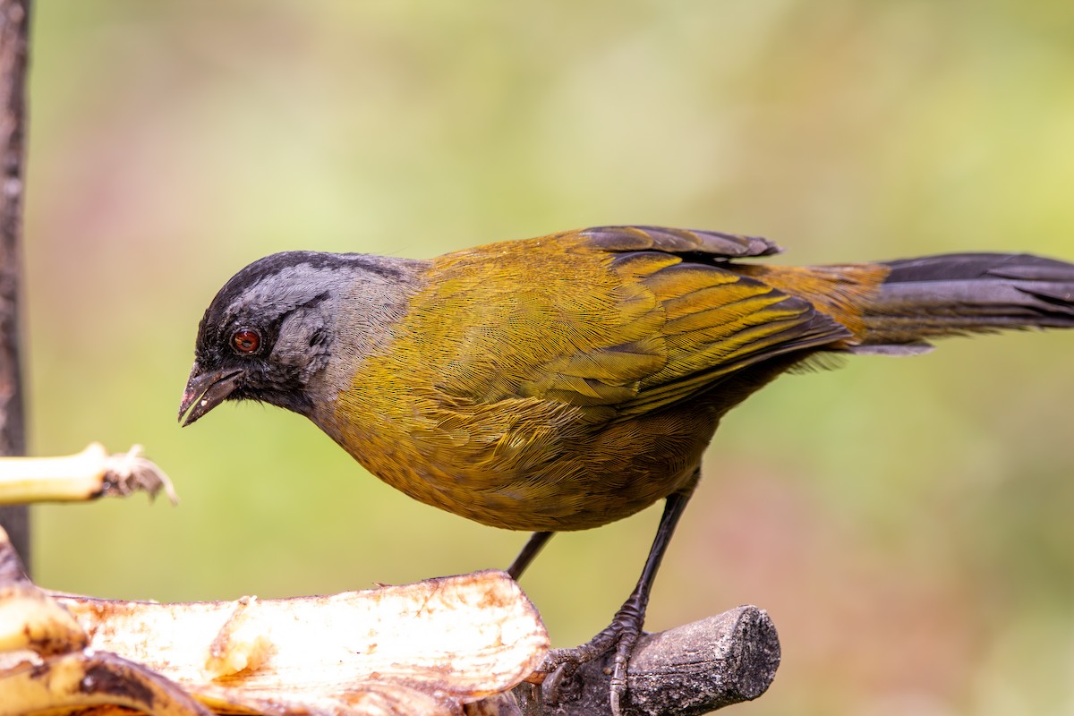 Large-footed Finch - ML643380685