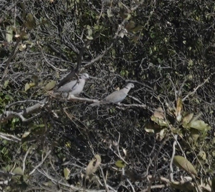 Ring-necked Dove - ML643380689