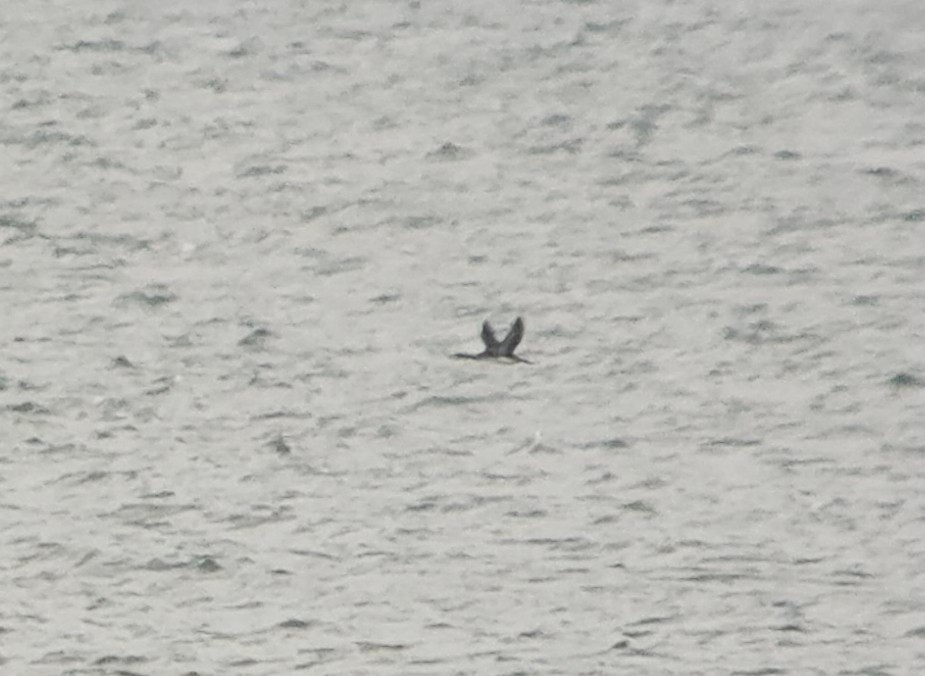 Pacific Loon - ML643380709