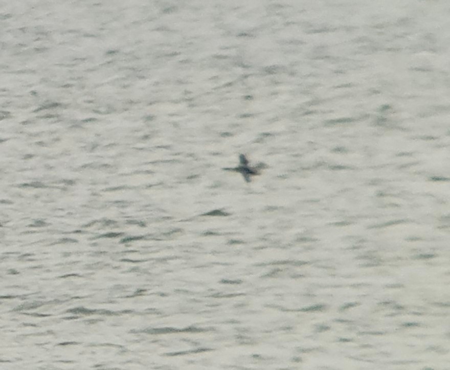 Pacific Loon - ML643380723