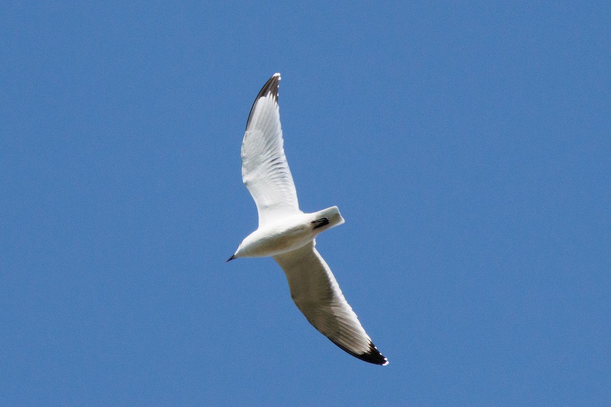 Franklin's Gull - ML643380729