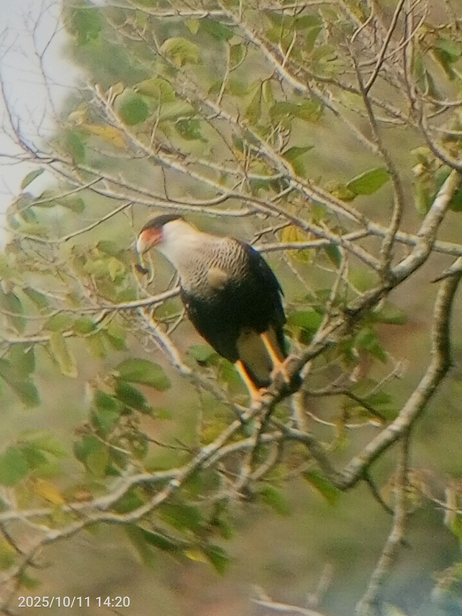 Crested Caracara - ML643380732