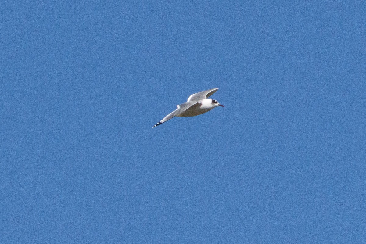 Franklin's Gull - ML643380738