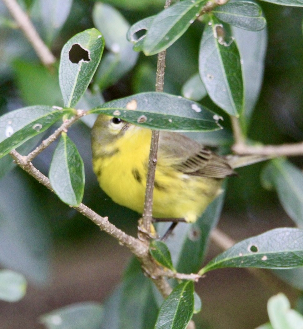 Prairie Warbler - ML643380751
