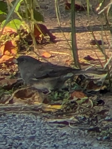 Dark-eyed Junco - ML643380789