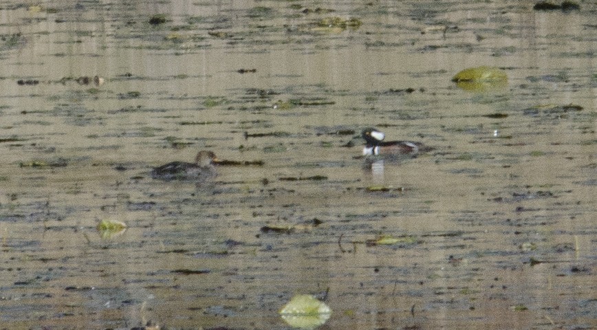 Hooded Merganser - ML643380792