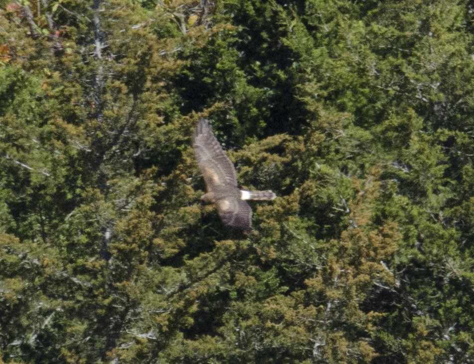 Northern Harrier - ML643380809