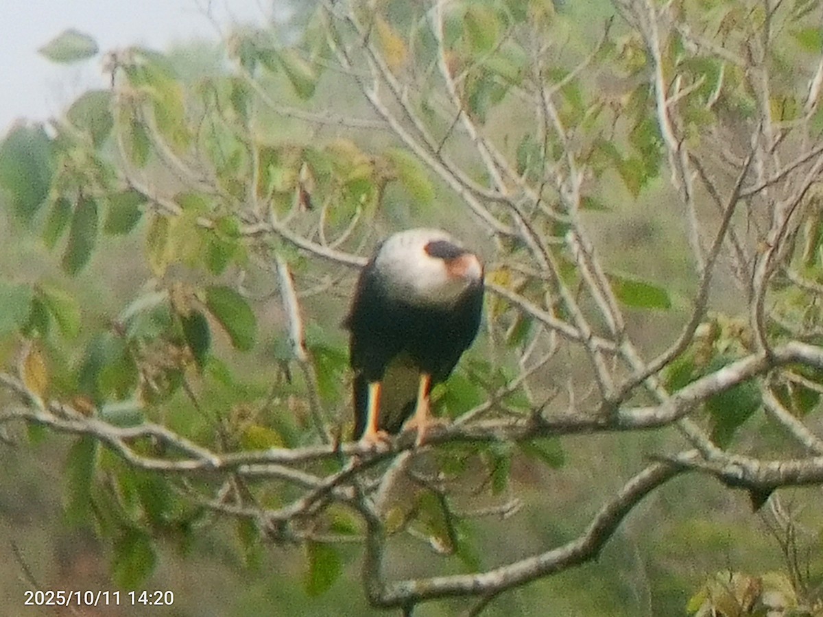 Crested Caracara - ML643380841