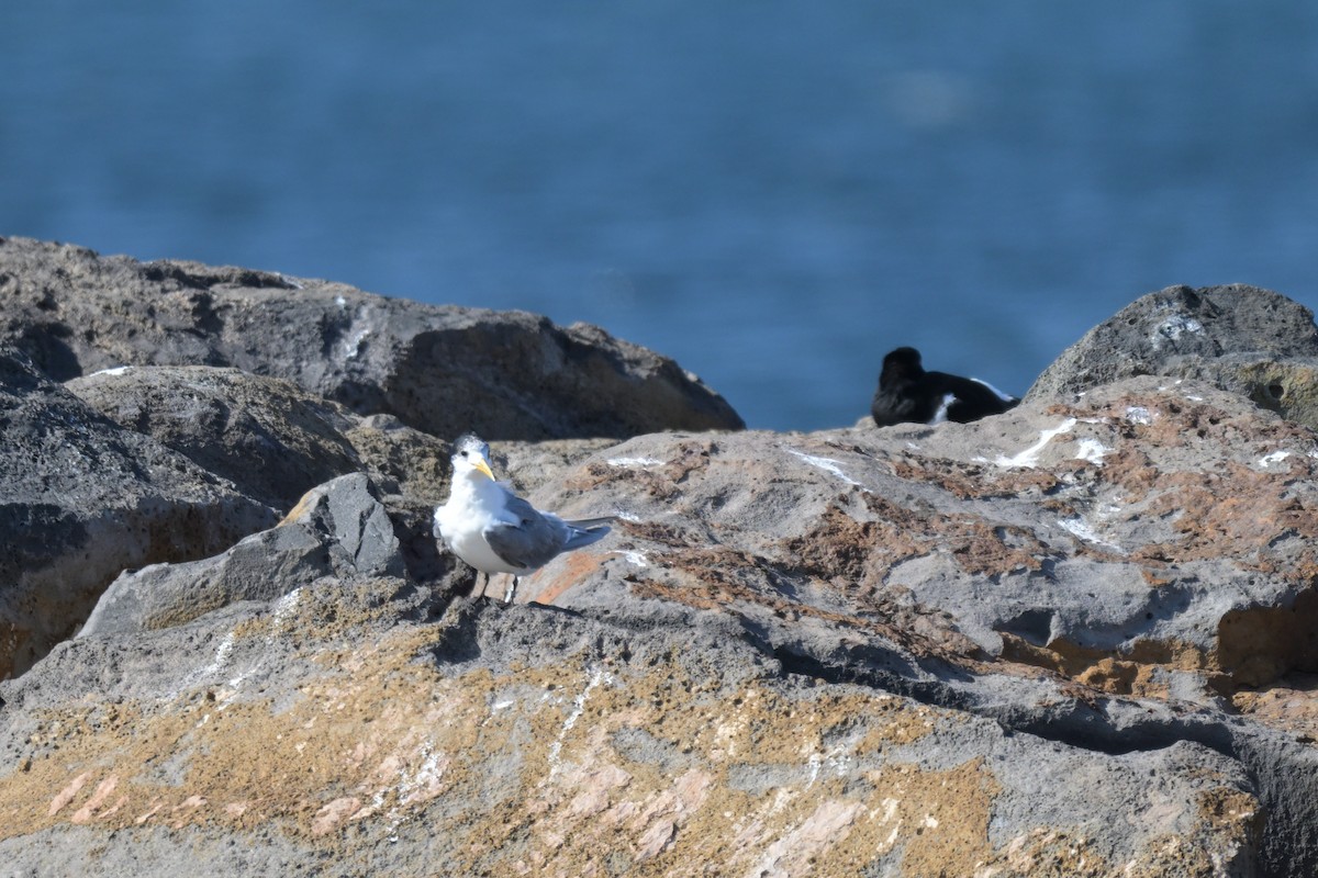 Great Crested Tern - ML643380843