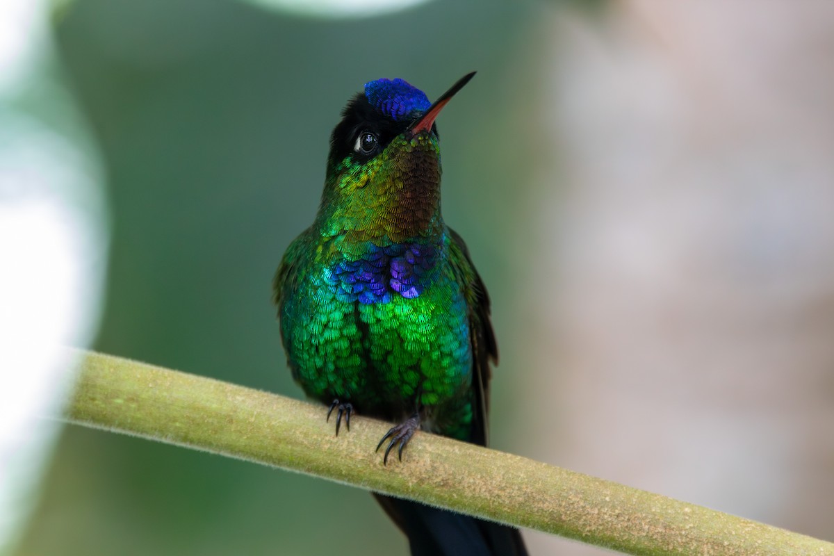 Fiery-throated Hummingbird - ML643380845