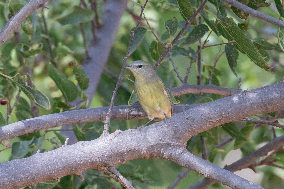 Orange-crowned Warbler - ML643380855