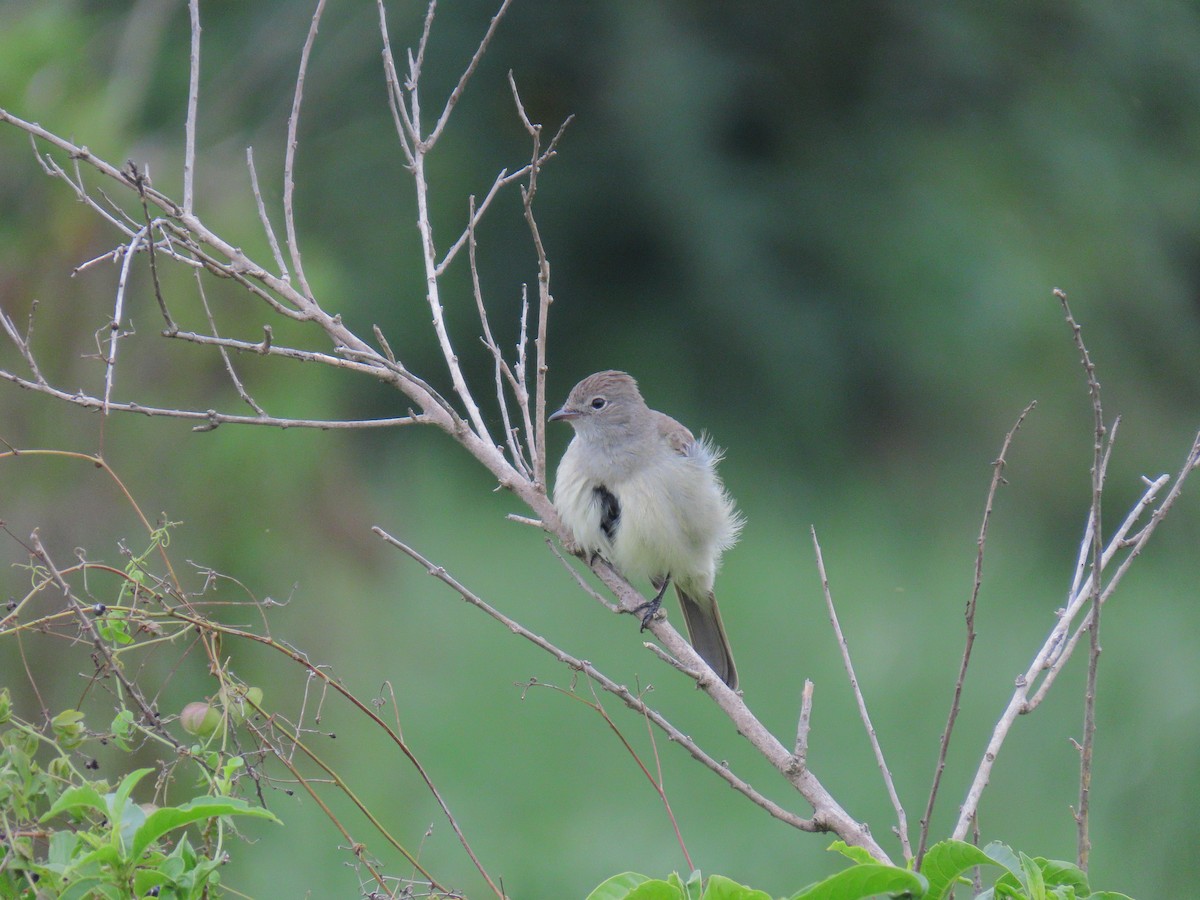 Yellow-bellied Elaenia - ML643380856
