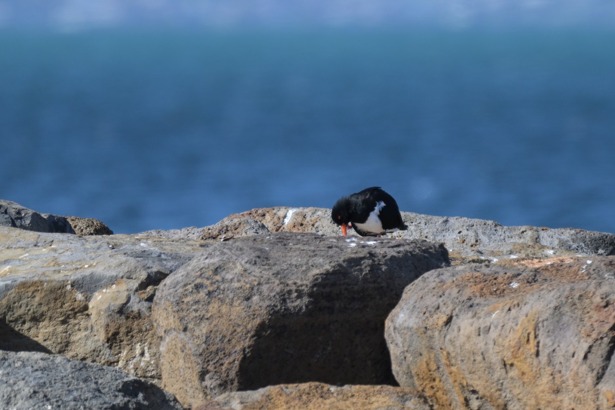 Pied Oystercatcher - ML643380857