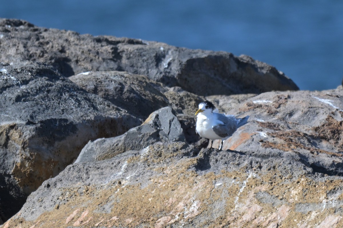 Great Crested Tern - ML643380860