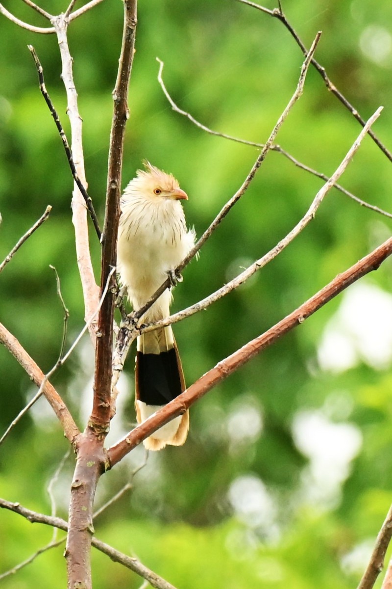 Guira Cuckoo - ML643380870