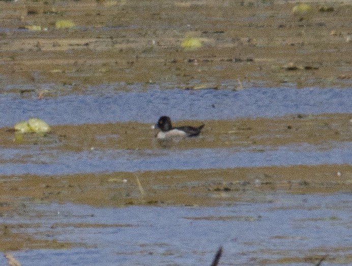 Ring-necked Duck - ML643380874