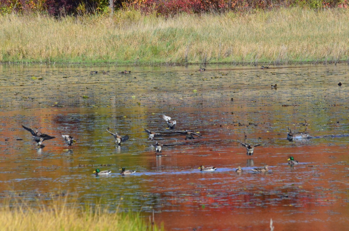 Wood Duck - ML643380922