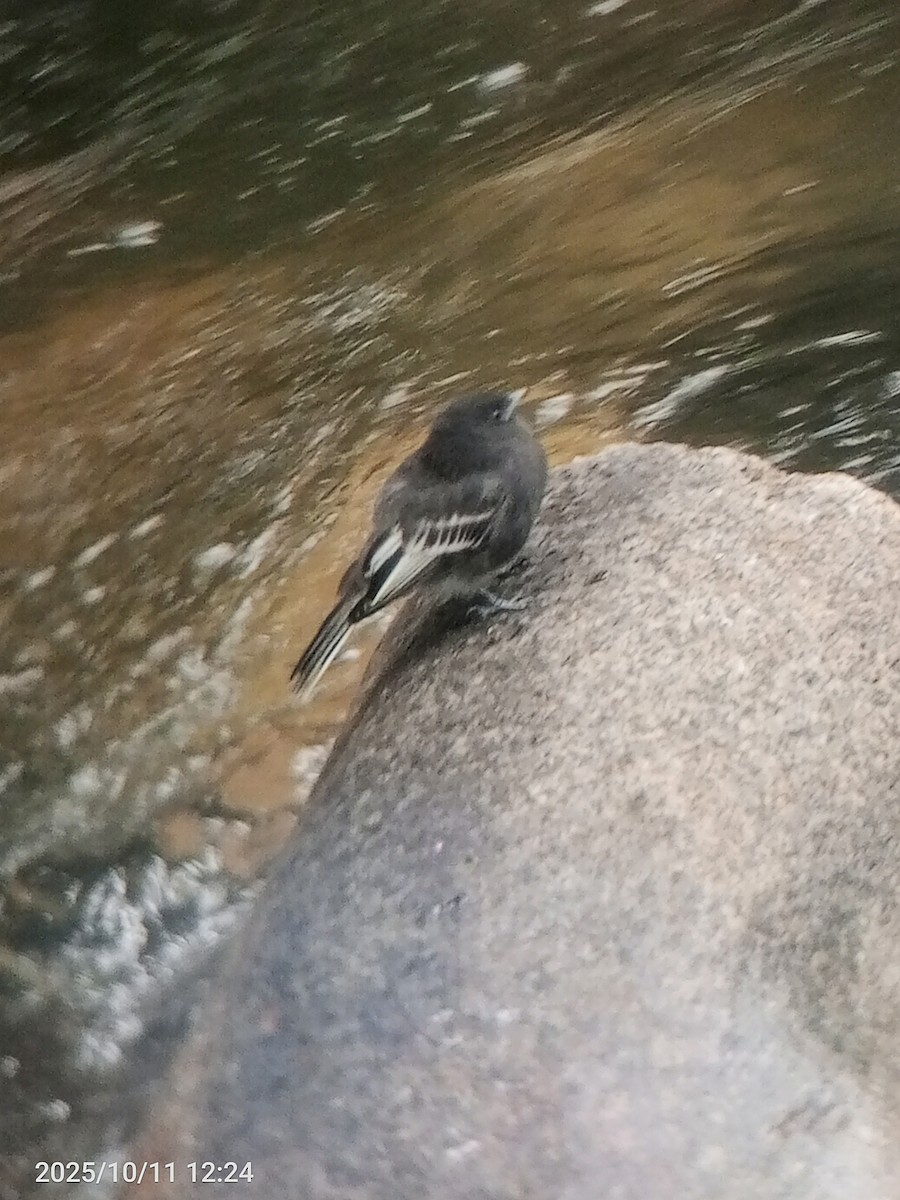 Black Phoebe - ML643380924