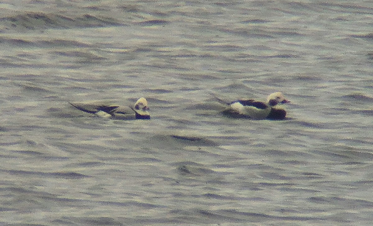 Long-tailed Duck - ML643380933