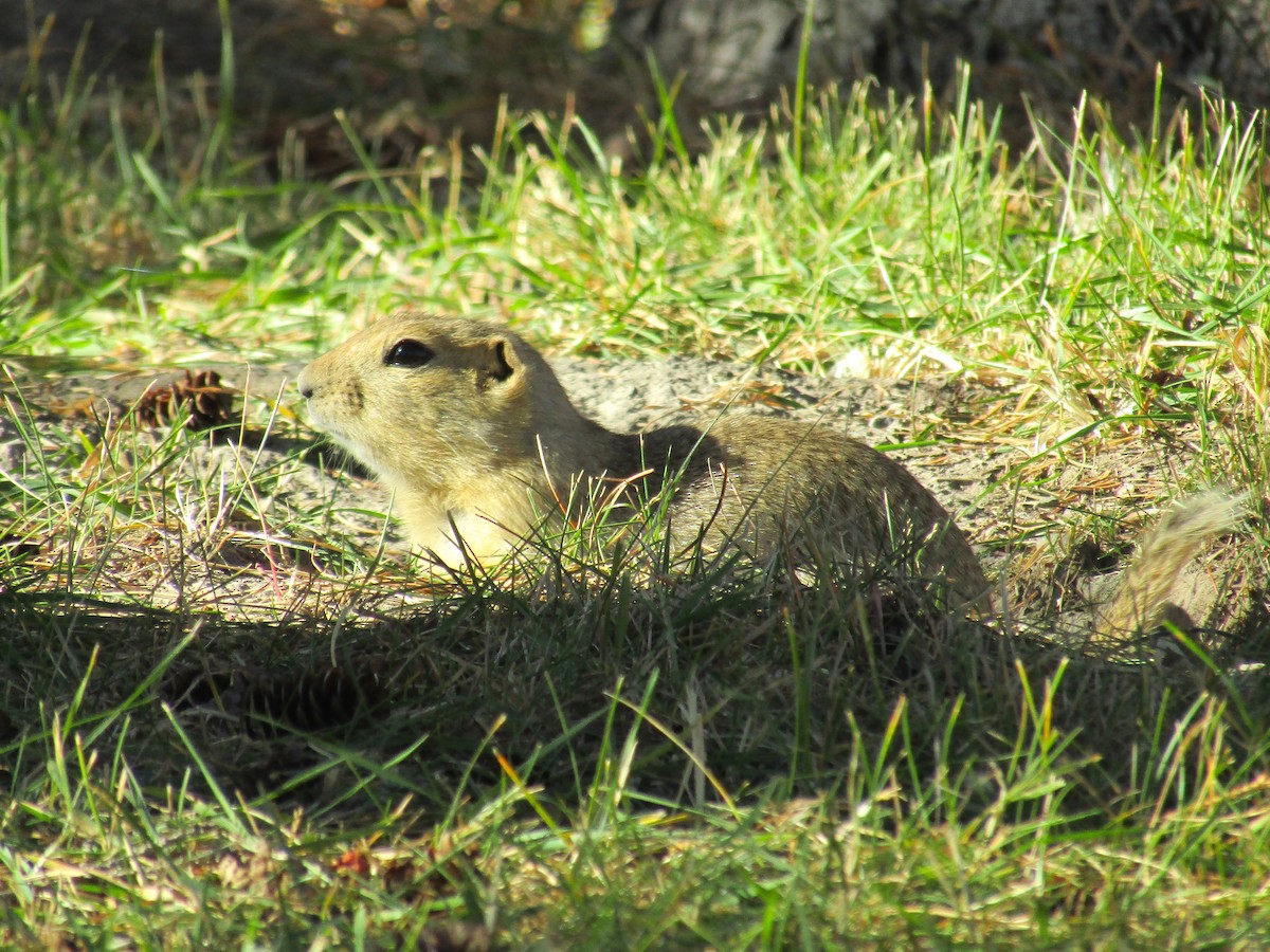 Richardson's Ground Squirrel - ML643380943