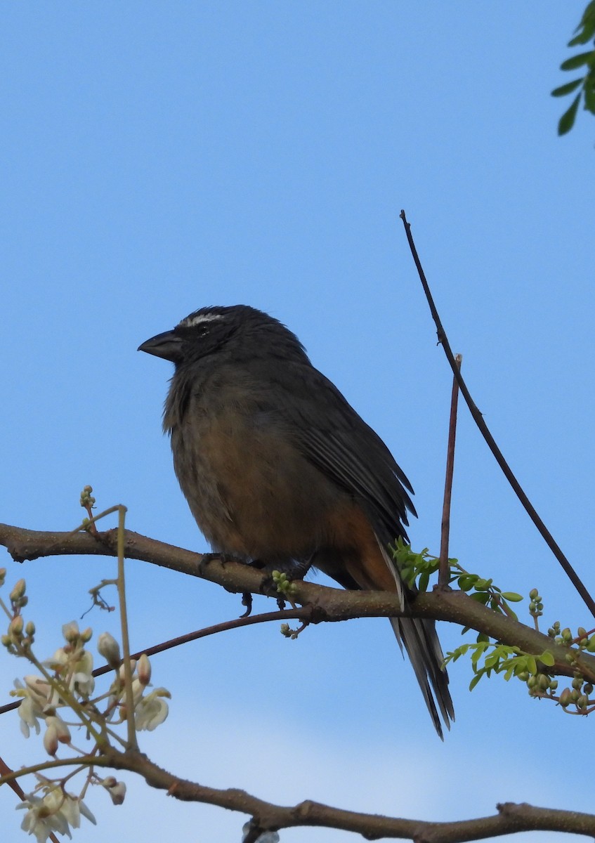 Cinnamon-bellied Saltator - ML643380953