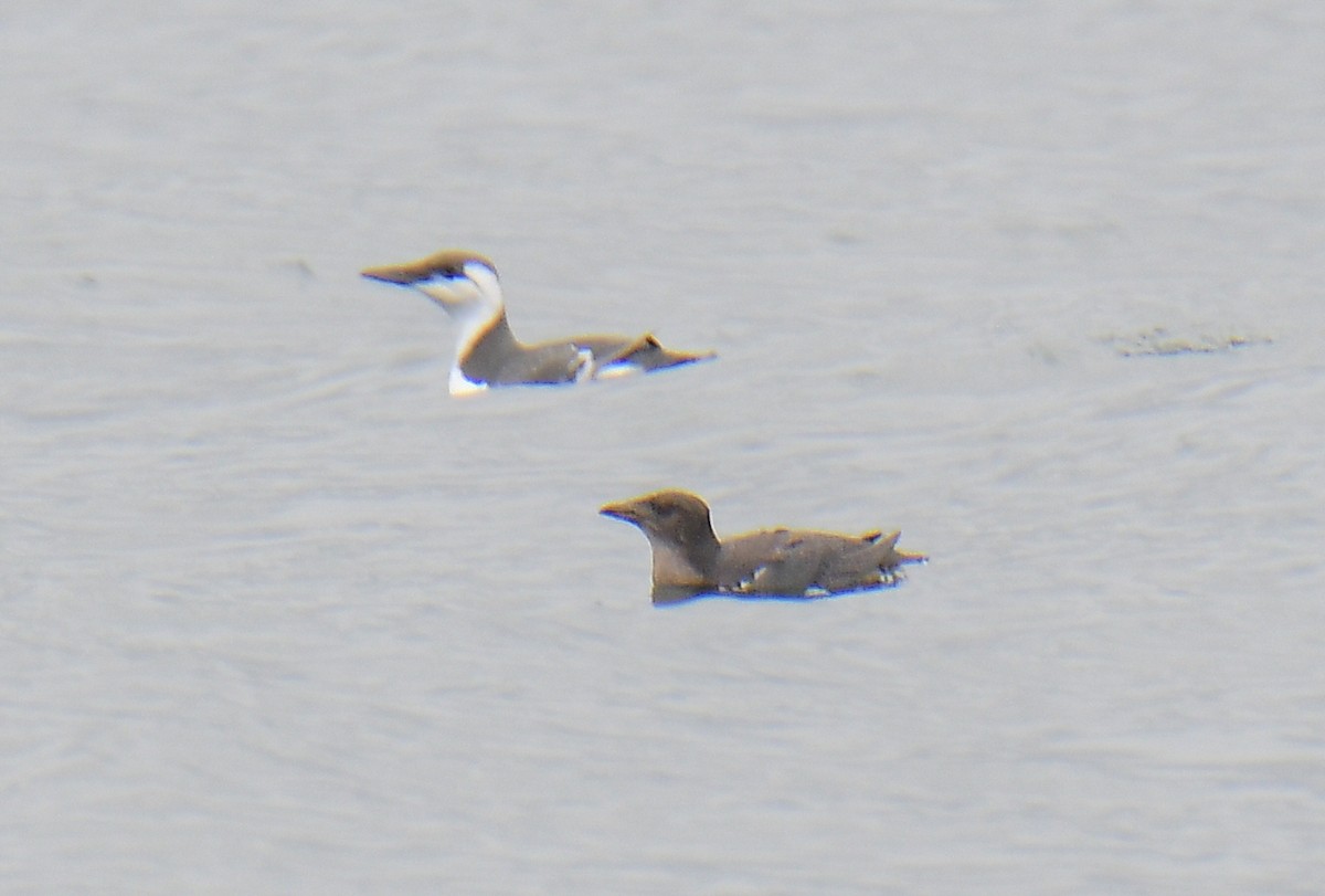 ウトウ - ML643380958
