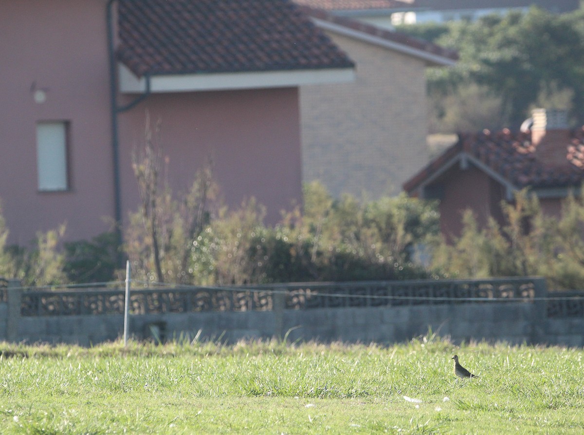 European Golden-Plover - ML643380975