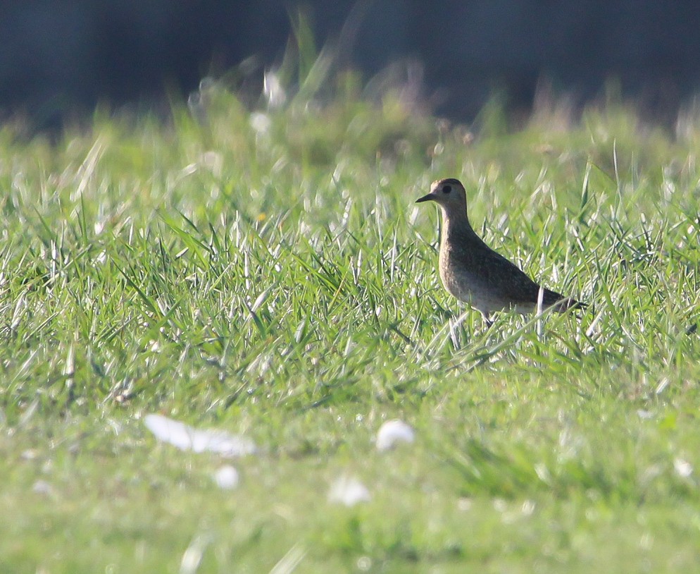 European Golden-Plover - ML643380979