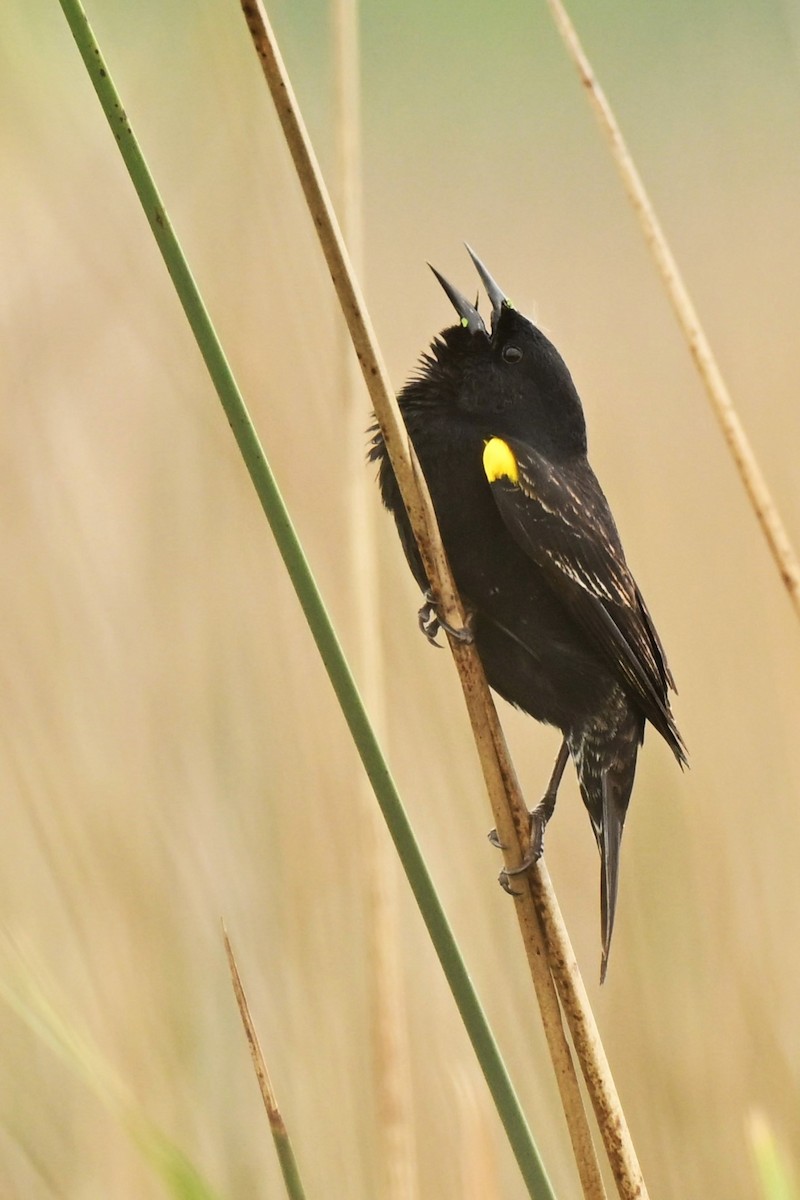 Yellow-winged Blackbird - ML643380980