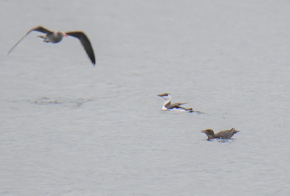 Heermann's Gull - ML643380996